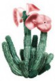 /album/fotogaleria/hoodia-gordonii-jpg/